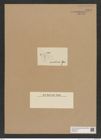 Diatomeae indet. Zeichnungen Sammlung Grunow Nr. 8977 (NHMW-BOT-W0378671)